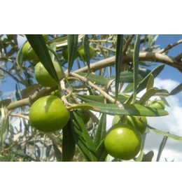 Nocellara Extra Virgin Olive Oil - Northern Hemisphere (Italy) ***JUST ARRIVED***
